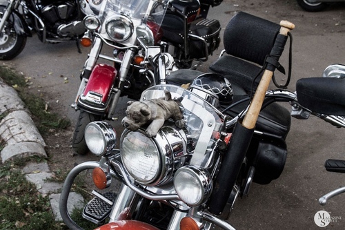 "SwapMeet" Москва / "SwapMeet" Mscow 2014, кадр 17